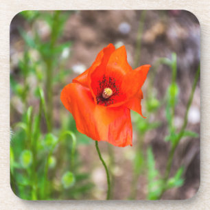 Poppy hard plastic coasters