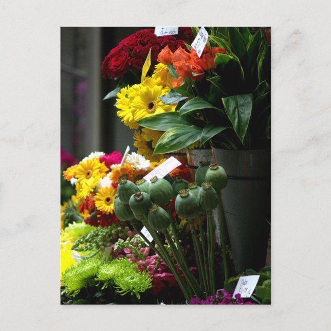 Poppy Heads Postcard (Front)