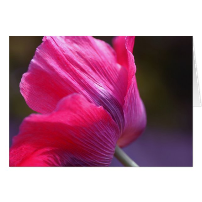 Poppy in a morning breeze (Front Horizontal)