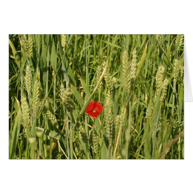 poppy in cornfield (Front Horizontal)