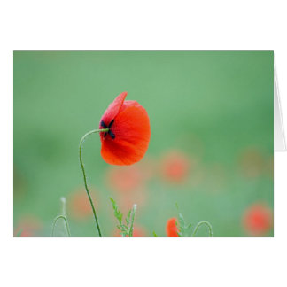 Poppy in Nidd