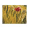 Poppy in the Wheat Field