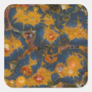 Poppy Jasper Square Sticker