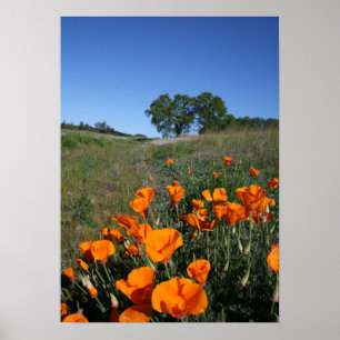 "Poppy Lane" Poster