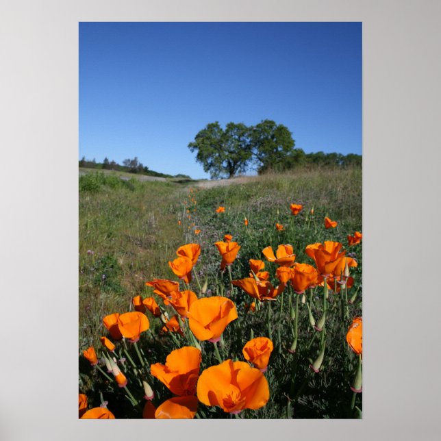 "Poppy Lane" Poster (Front)