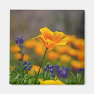 poppy love magnet