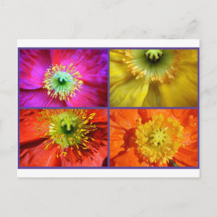 Poppy Love Photograph Collage Postcard