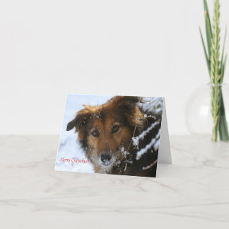 Poppy loves snow holiday card