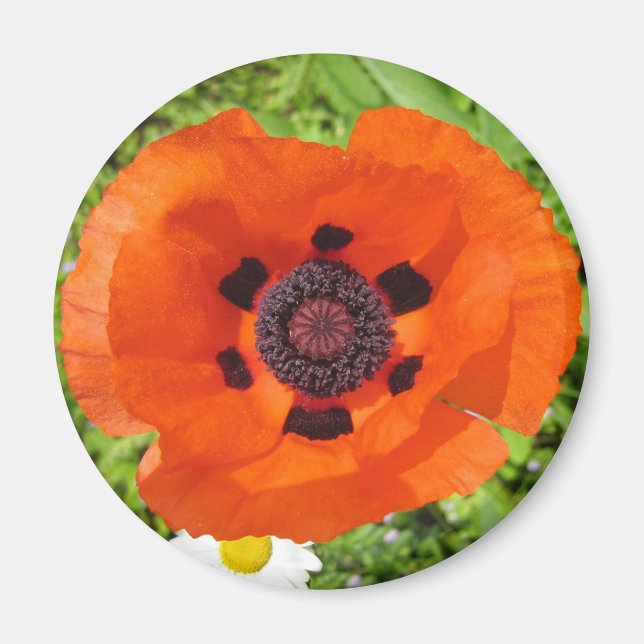 Poppy Magnet (Front)