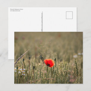 Poppy Nature Photo Postcard