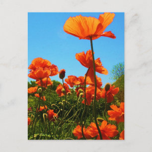 Poppy Photo Postcard