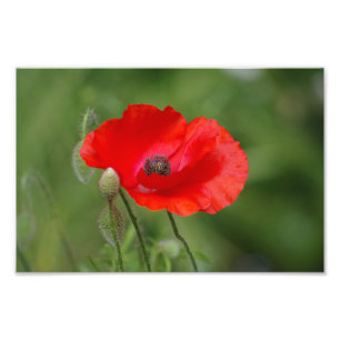 Poppy Photo Print