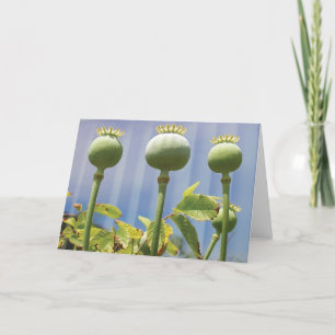 Poppy Pod Card