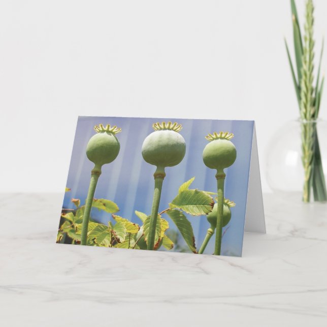 Poppy Pod Card (Front)