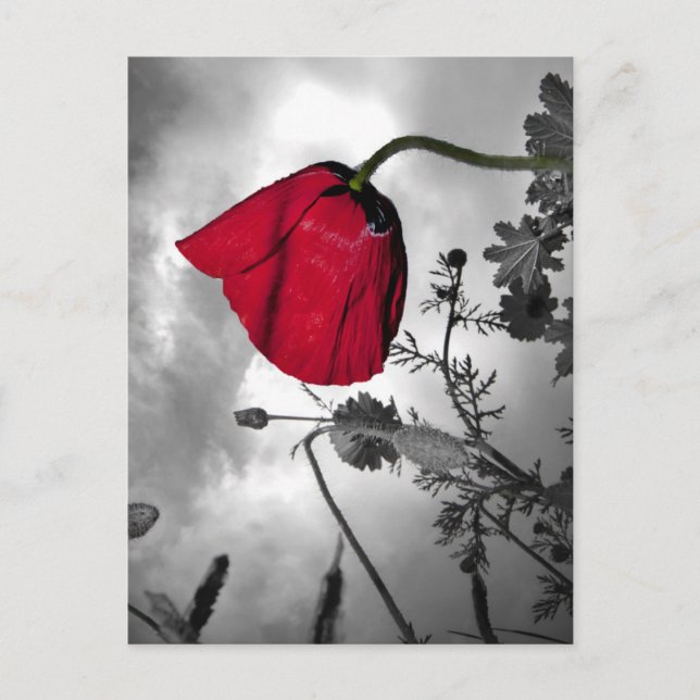 Poppy Postcard (Front)