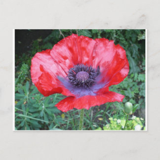 Poppy Postcard