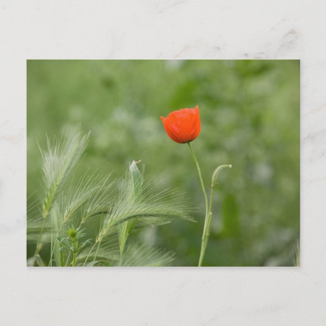 Poppy Postcard (Front)