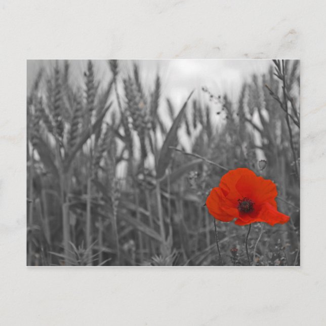 Poppy Postcard (Front)