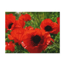 Poppy Postcard