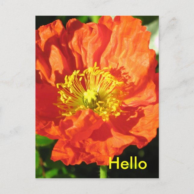 Poppy Postcard (Front)
