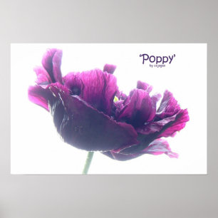 Poppy Poster