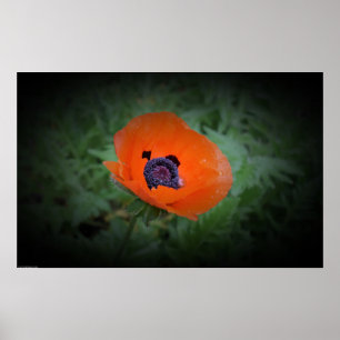 Poppy, poster