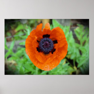 Poppy,  poster