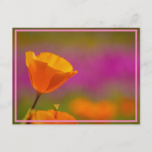 poppy power postcard (Front)