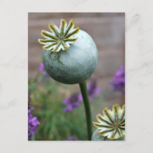 Poppy Seed Pods Postcard