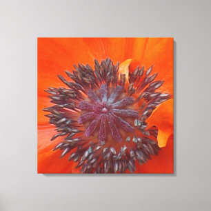 Poppy Seeds Canvas Print
