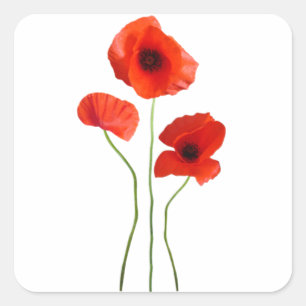 poppy square sticker