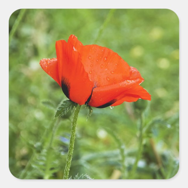 Poppy Sticker (Front)