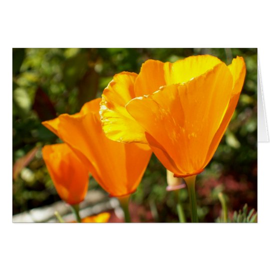 Poppy Trio Card