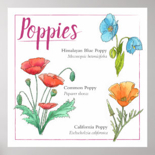 Poppy varieties poster