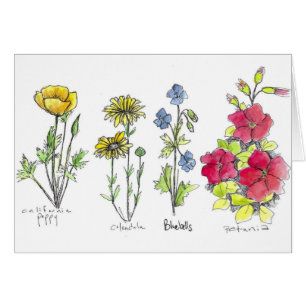 Poppy Wildflower Botanical Ink Drawing Watercolor