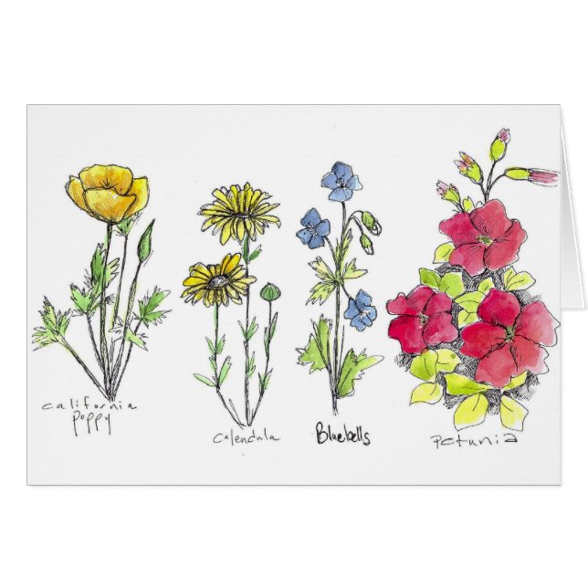 Poppy Wildflower Botanical Ink Drawing Watercolor (Front Horizontal)