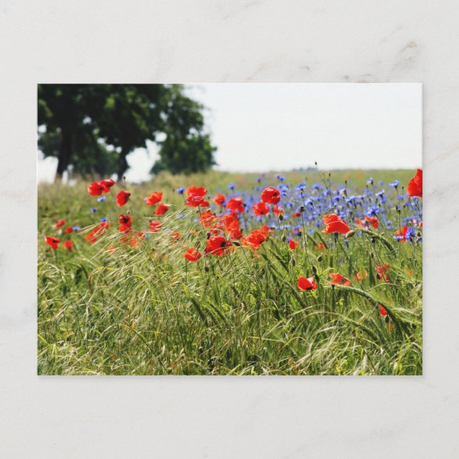 Poppyfield Postcard (Front)
