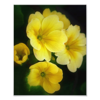 Pops of Yellow 8x10 Photo
