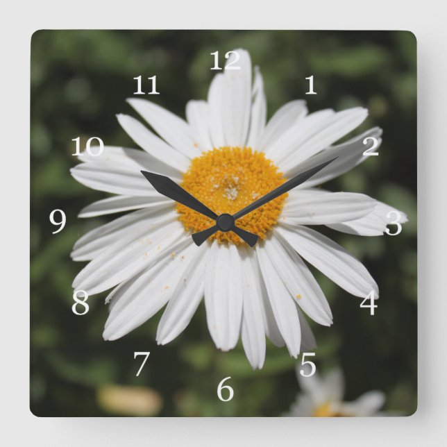 popular flower, pretty wild white daisy photograph square wall clock (Front)