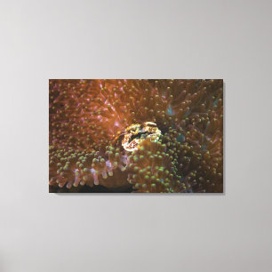 Porcelain crab in sea anemones, North Sulawesi Canvas Print