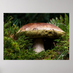 Porcino mushroom poster
