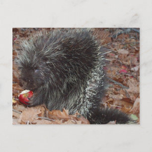 Porcupine and Apple Postcard