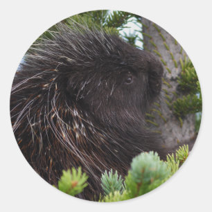 porcupine classic round sticker