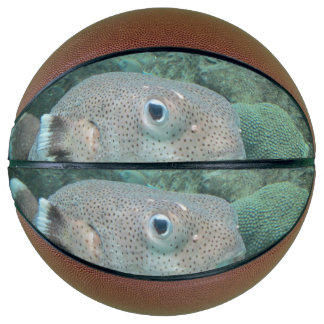 Porcupine Fish Close Basketball