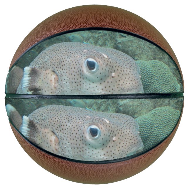 Porcupine Fish Close Basketball (Front)