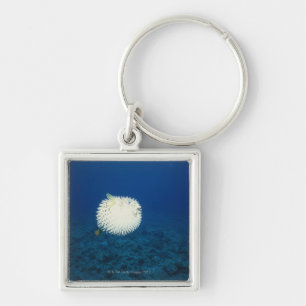 Porcupine Fish Key Ring