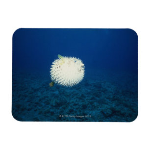 Porcupine Fish Magnet