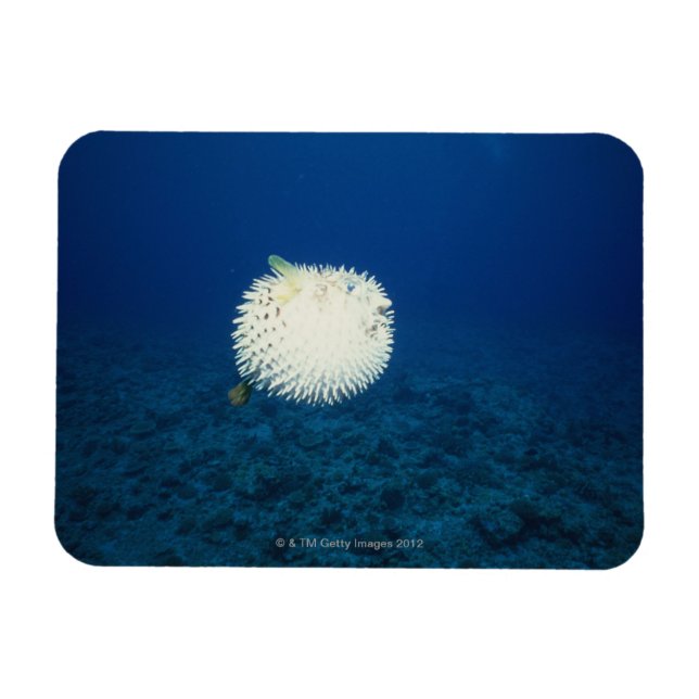 Porcupine Fish Magnet (Horizontal)