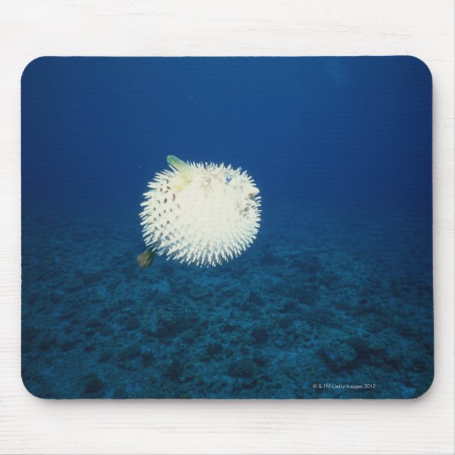Porcupine Fish Mouse Mat (Front)