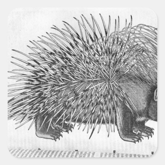 Porcupine, from 'Historia Animalium' Square Sticker (Front)